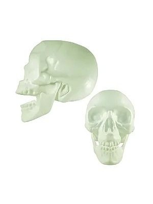 Cranio Plastico Neon Brilha no Escuro com 20cm